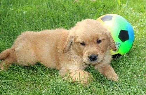 Golden Retriever Welpen suchen Ihre Familie  Welpen mit Ahnentafel