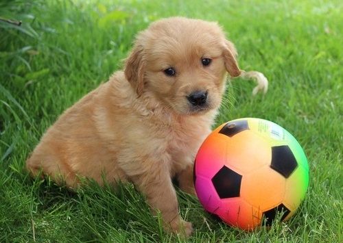 Golden Retriever mit Ahnentafel