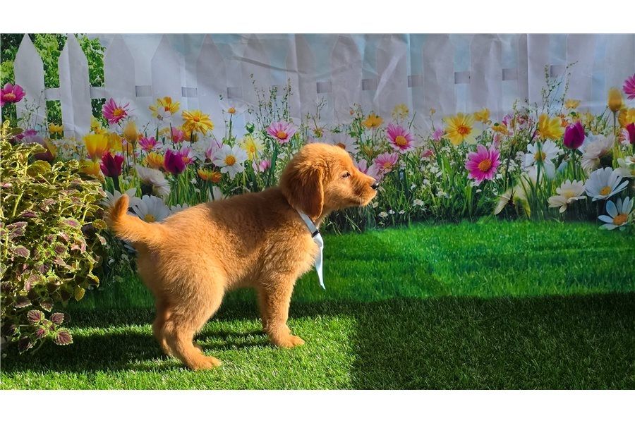 Golden Retriever mit Ahnentafel .