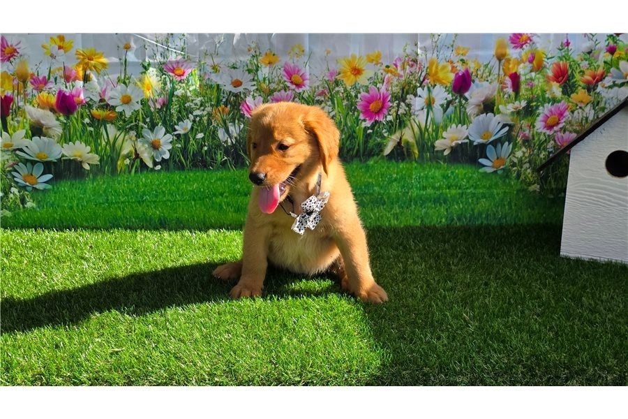 Golden Retriever mit Ahnentafel .