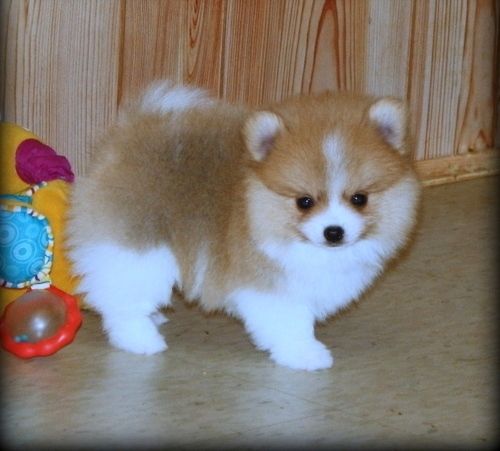 Zwergspitz-Welpen (Pomeranian) suchen ein neues Zuhause