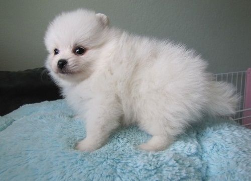 Zwergspitz-Welpen (Pomeranian) suchen ein neues Zuhause