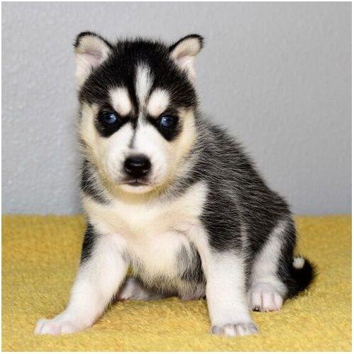 Reinrassige Siberian Husky Welpen mit Blauen und Braunen Augen ein neues und nettes Zuhause