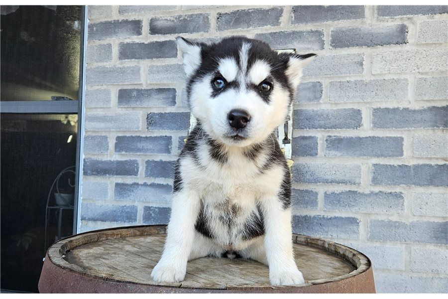 . Reinrassige Siberian Husky Welpen mit Blauen und Braunen Augen ein neues und nettes Zuhause.