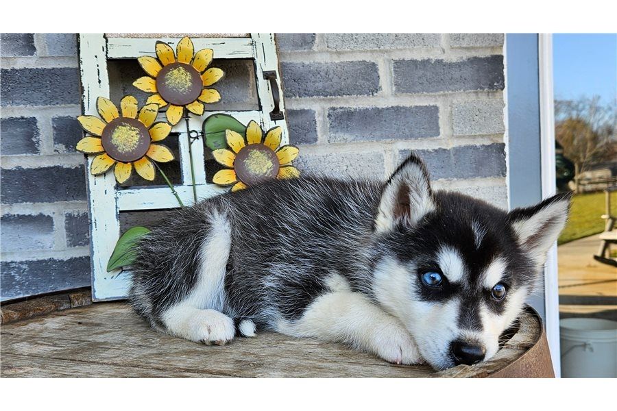 . Reinrassige Siberian Husky Welpen mit Blauen und Braunen Augen ein neues und nettes Zuhause.
