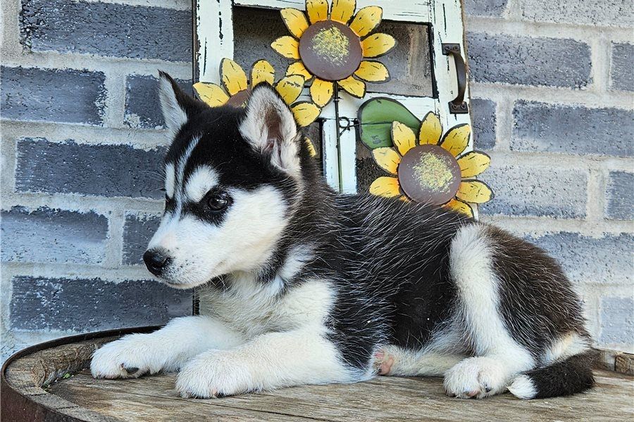 Reinrassige Siberian Husky Welpen mit Blauen und Braunen Augen ein neues und nettes Zuhause.
