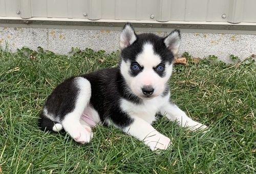 Reinrassige Siberian Husky Welpen mit Blauen und Braunen Augen ein neues und nettes Zuhause.