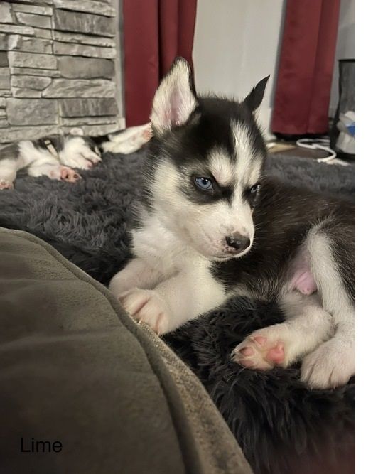 Reinrassige Siberian Husky Welpen .