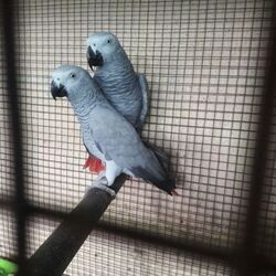 Graupapageien zur Adoption