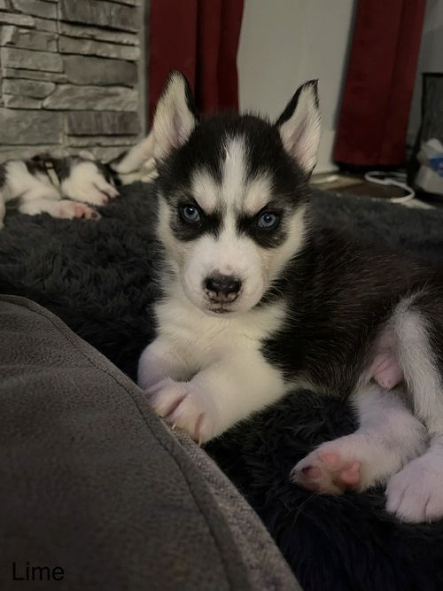 Reinrassige Siberian Husky Welpen