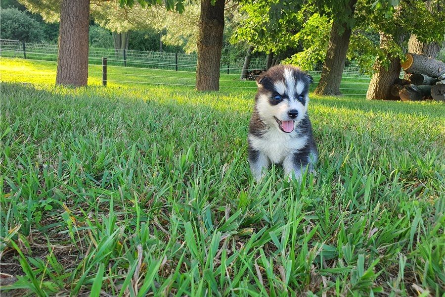 Reinrassige Siberian Husky Welpen