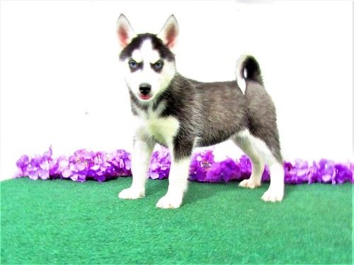 Reinrassige Siberian Husky Welpen