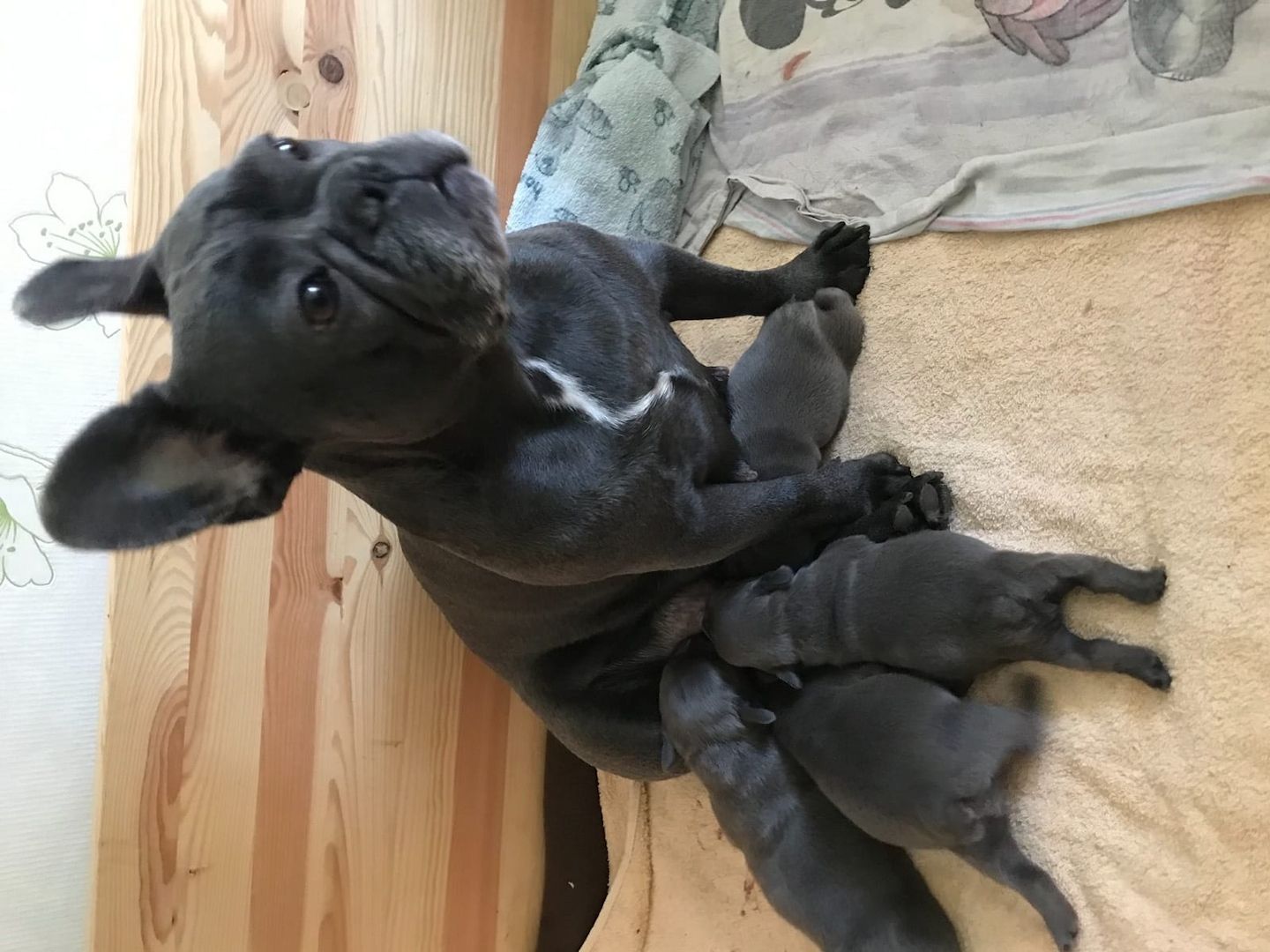 Französische Bulldoggen Welpen mit Ahnentafel .