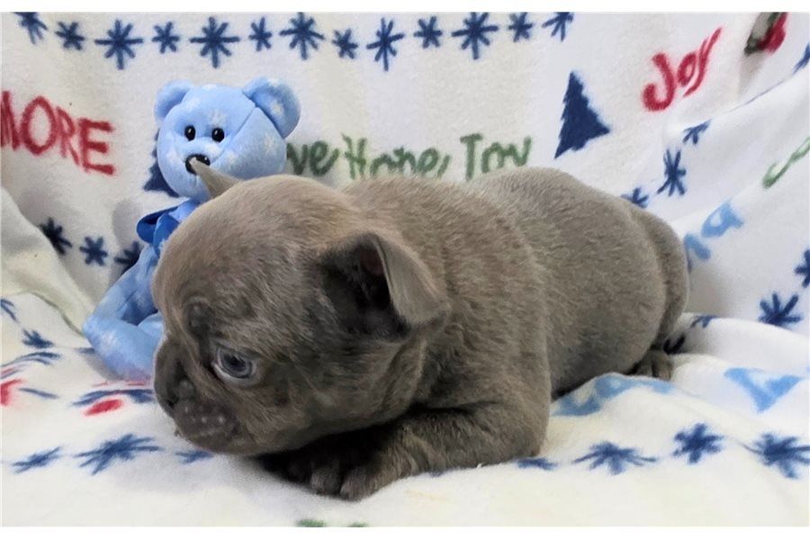 Französische Bulldoggen Welpen (Blue) suchen ein Zuhause