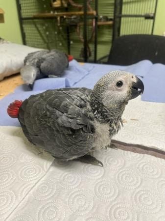 Graupapageien zur Adoption