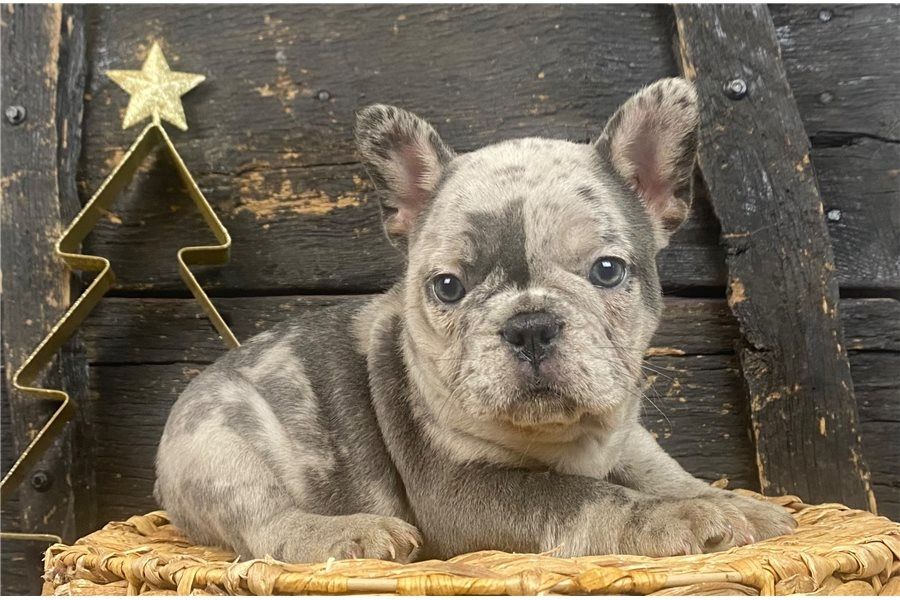 Französische Bulldoggen Welpen (Blue) suchen ein Zuhause