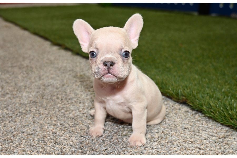 Französische Bulldoggen Welpen (Blue) suchen ein Zuhause