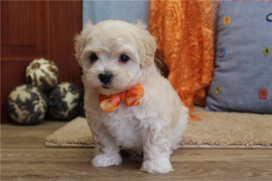 Maltipoo Welpen suchen liebevolles Zuhause