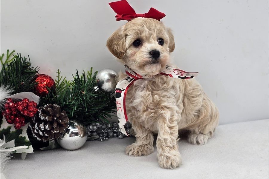 Maltipoo Welpen .