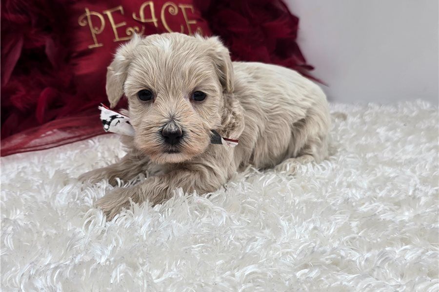Maltipoo Welpen