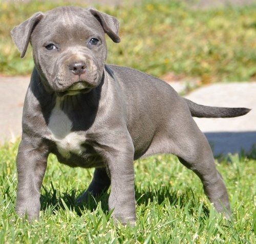 American Bully welpe Welpe in Blue