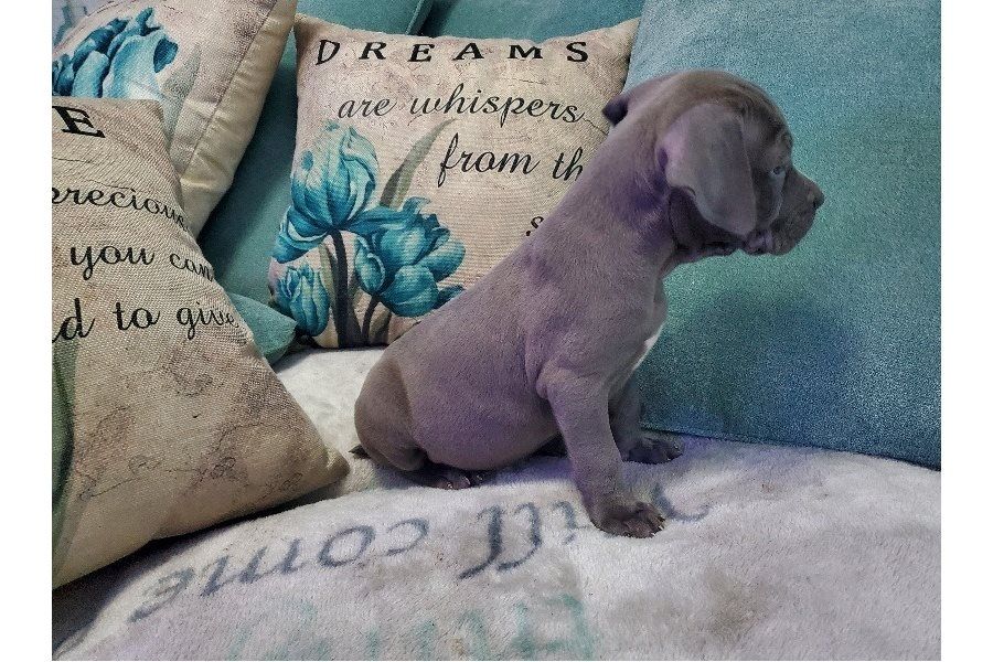 Wunderschöne&nbsp;American Bully welpe&nbsp; in Blue