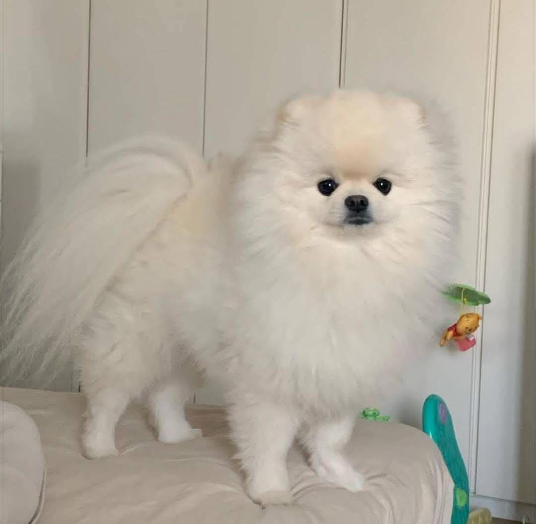 Zwergspitz-Welpen (Pomeranian)