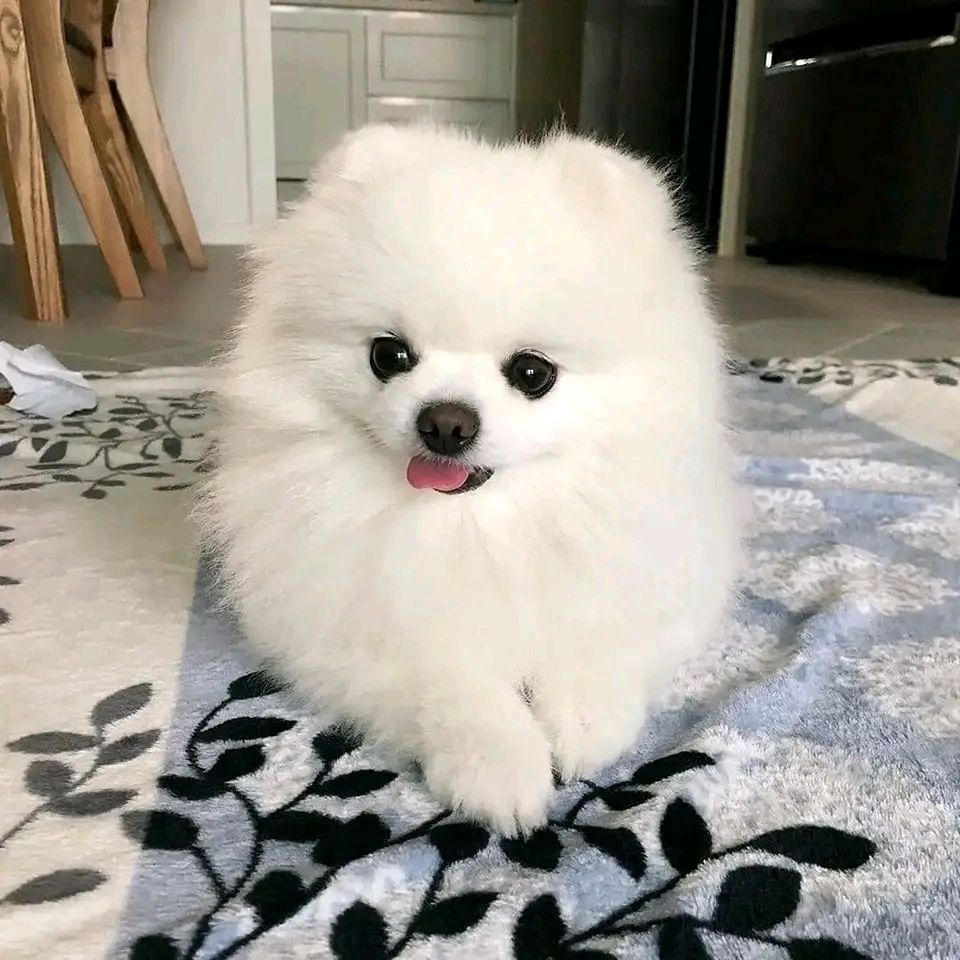 Zwergspitz-Welpen (Pomeranian)