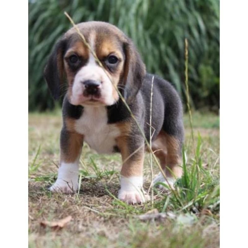 Beagle Welpen, sozialisiert