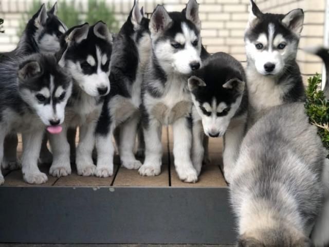 Siberian-Husky-Welpen
