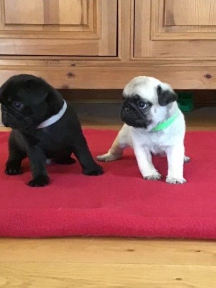 Mops-Welpen