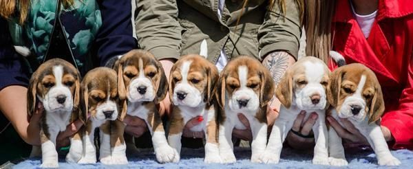 Beagle Welpen, sozialisiert