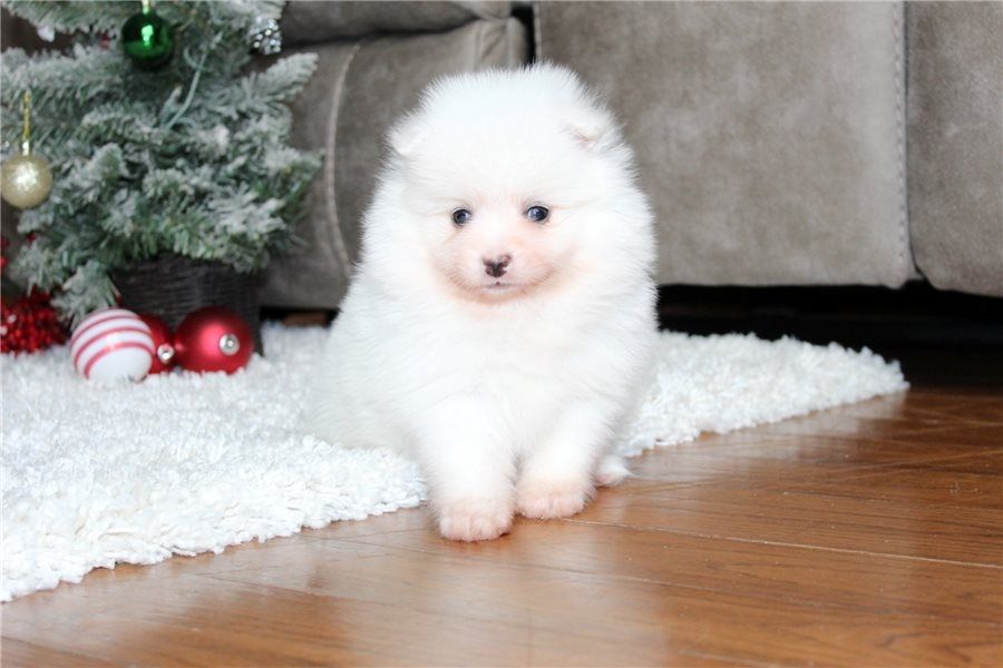 Pomeranian Zwergspitz Boo Welpen&nbsp;