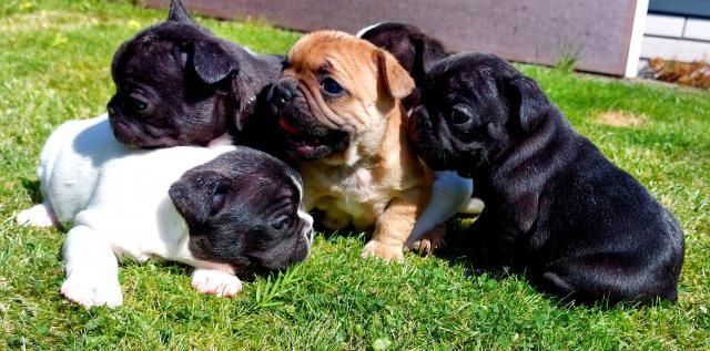 Französische Bulldoggen