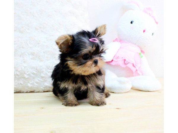 Yorkie Welpen