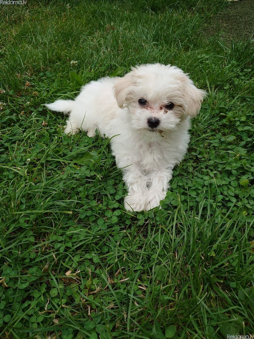 Bishon Frise Welpen
