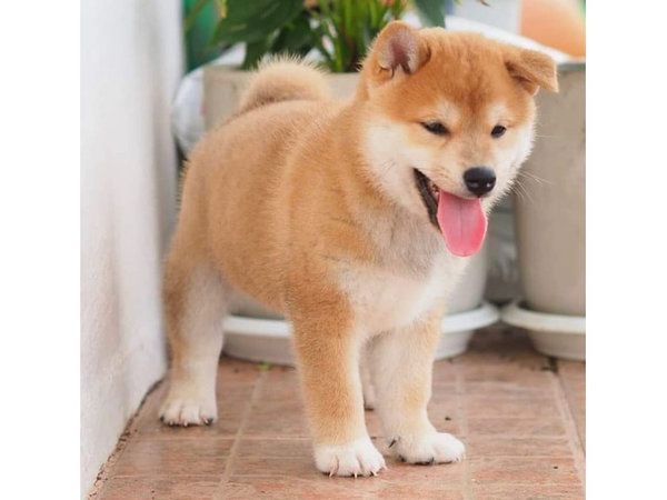 Shiba-Inu-Welpen