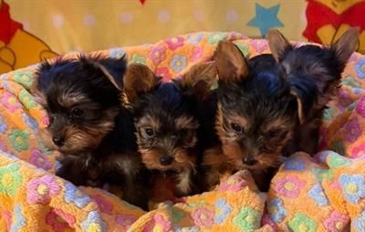 Yorkie Welpen