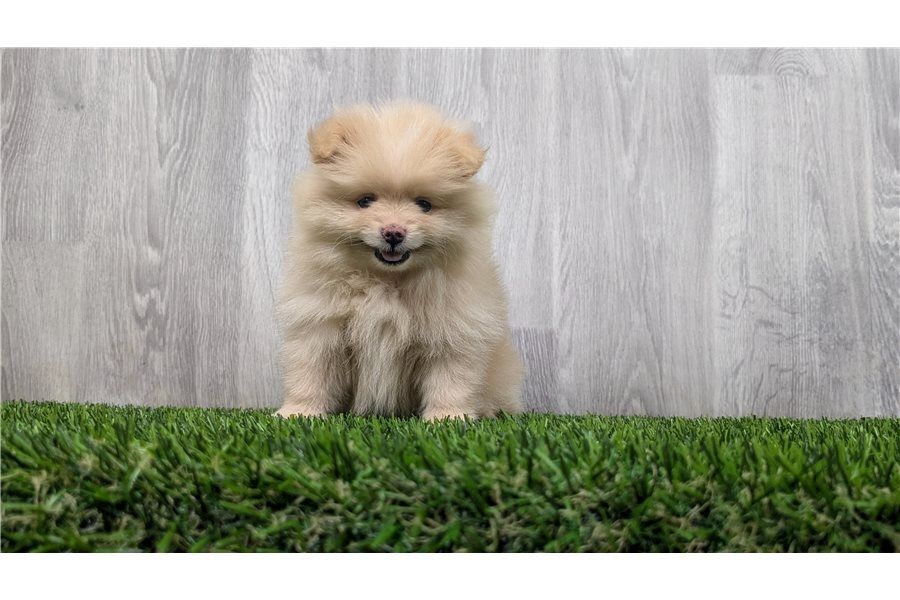 Pomeranian Zwergspitz Boo Welpen