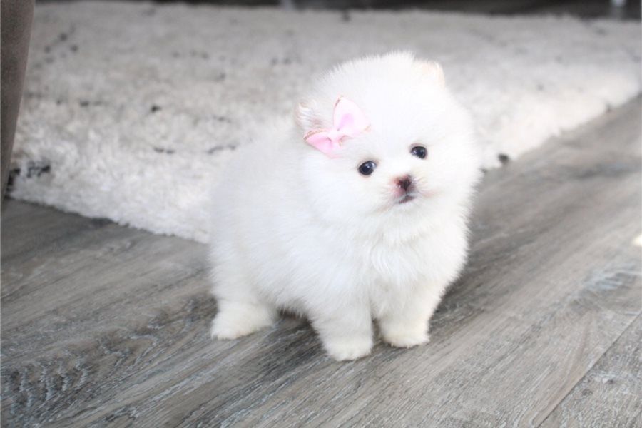 Pomeranian Zwergspitz Boo Welpen