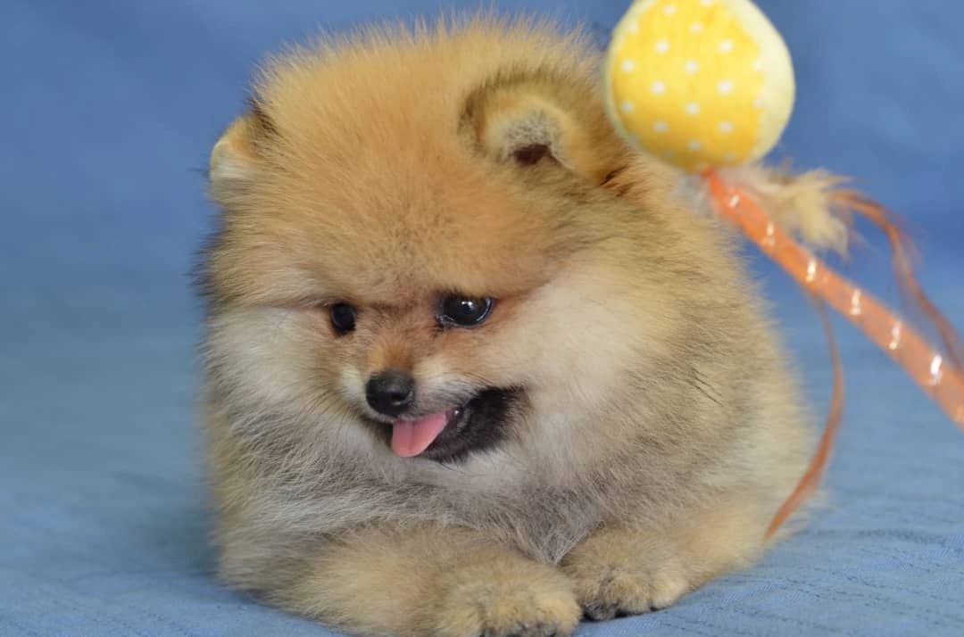 Pomeranian Zwergspitz Boo Welpen
