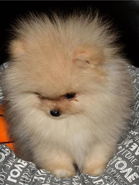 Pomeranian Zwergspitz Boo Welpen