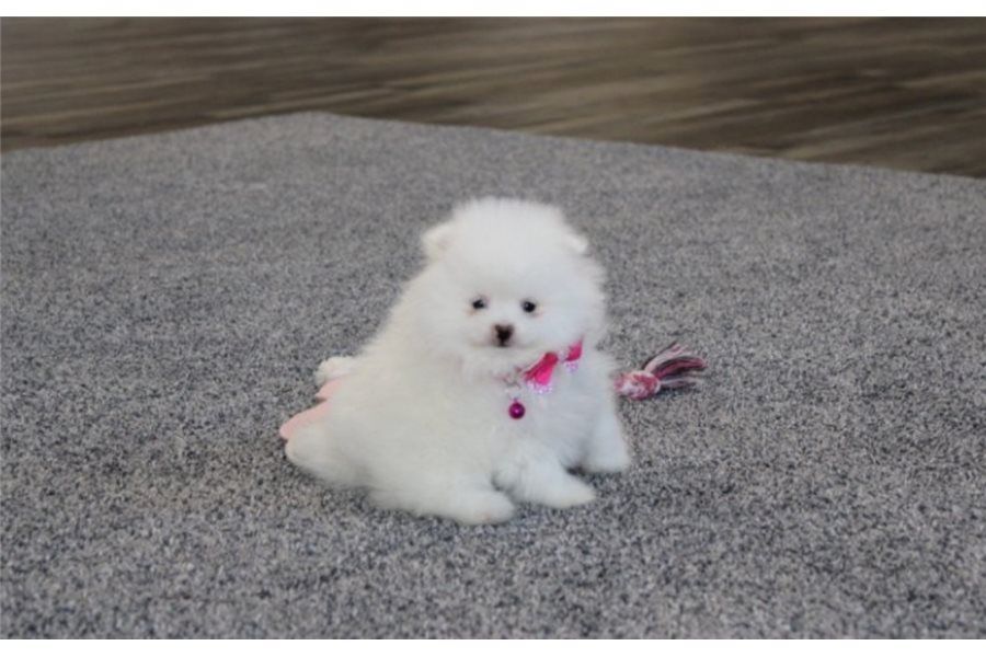 Pomeranian ZwergSpitz Teddy Welpen
