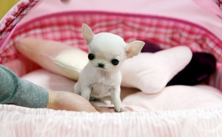 Chihuahua-Welpen. WhatsApp: +44 7469 456352