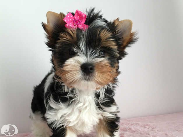 Yorkie-Welpen. WhatsApp: +44 7469 456352