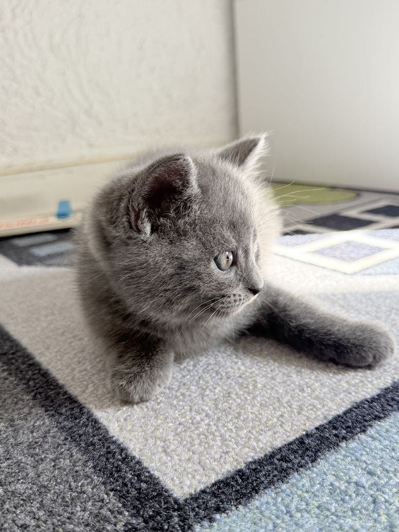 Kitten abzugeben