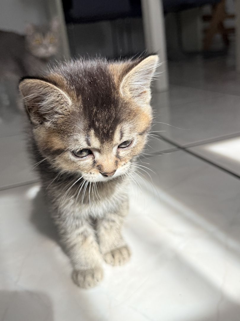 Kitten abzugeben