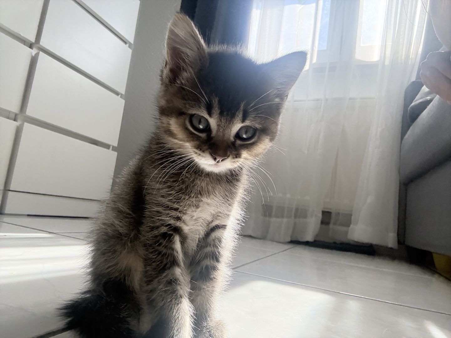 Kitten abzugeben