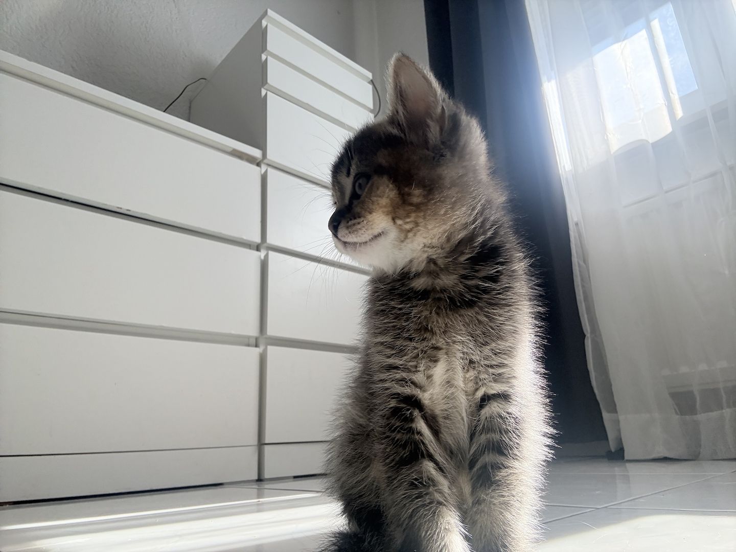 Kitten abzugeben