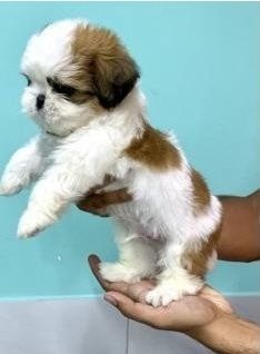 Shih-Tzu-Welpen